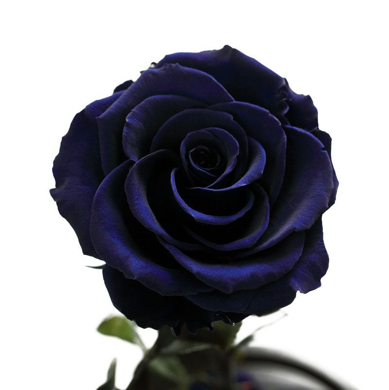 Para Ella Konzervirani Svježi Cvijet Ruže S Otpalim Laticama U Staklenoj Kupoli Na Drvenoj Podlozi