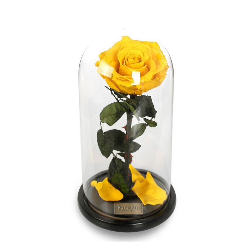Para Ella Konzervirani Svježi Cvijet Ruže S Otpalim Laticama U Staklenoj Kupoli Na Drvenoj Podlozi
