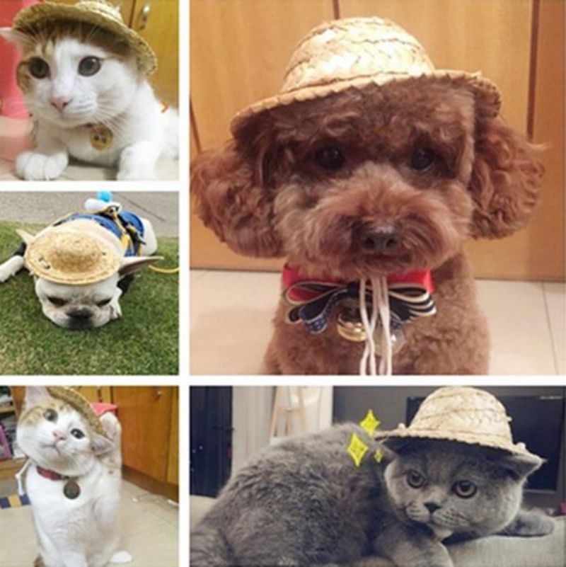 Kućni Ljubimac Pas Mačka Modni Havajski Stil Rekviziti Za Fotografije Šešir Pseći Šeširi Za Sunčanje Psi Psi Dodaci Za Mačke