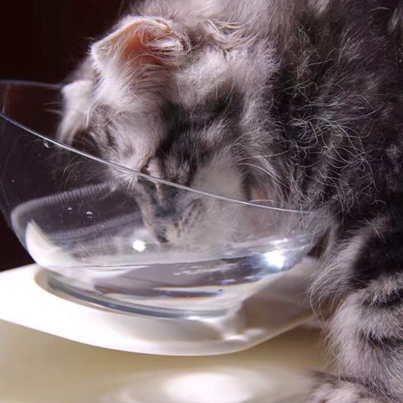 Zdjela Za Mačke Zaštita Vratne Kralježnice Kosa Usta Jedna Za Mačju Hranu Za Za Nagibna Mačka Za Kućne Ljubimce