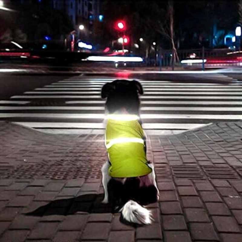 Reflektirajuća Noćna Odjeća Za Pse U 2 Boje Noćni Sigurnosni Prsluk Za Štene